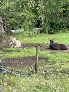 Doon Cottage Images donkeys3 authentic Irish cottage Kerry Way Tahilla