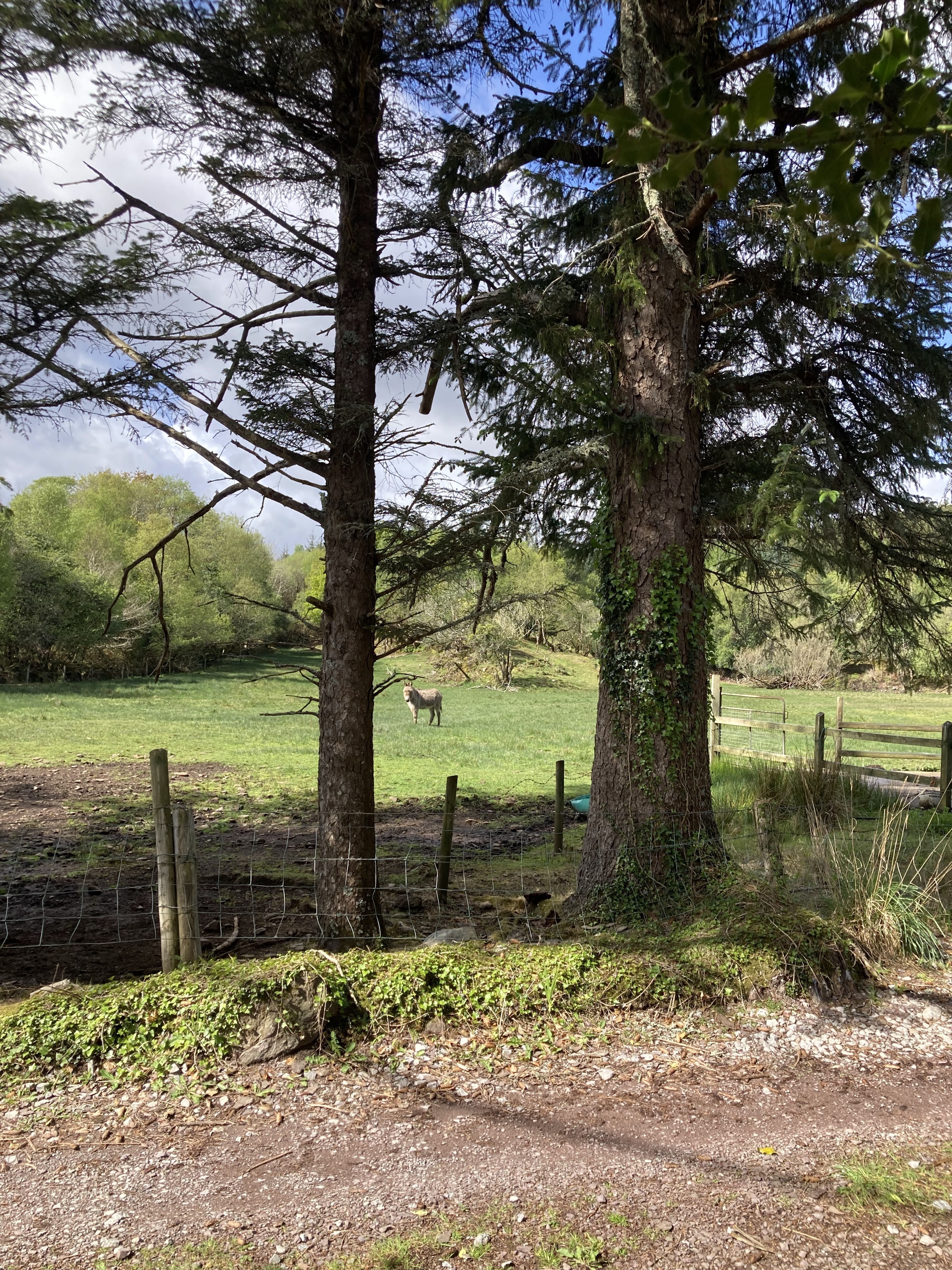 Doon Cottage Field