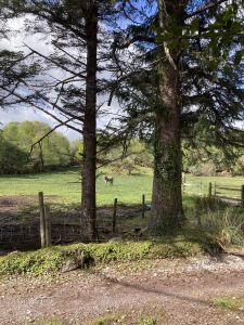 Doon Cottage Images doon cottage field authentic Irish cottage Kerry Way Tahilla